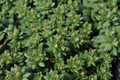 Larinem Park Woodland Sedum - Stonecrop - Quart Pot - Loves the Sun