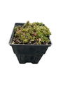 Larinem Park Woodland Sedum - Stonecrop - Quart Pot - Loves the Sun