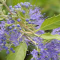 Longwood Blue Caryopteris x clandonensis - Blue Spirea - 4" Pot