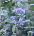 Longwood Blue Caryopteris x clandonensis - Blue Spirea - 4" Pot