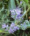 Longwood Blue Caryopteris x clandonensis - Blue Spirea - 4" Pot