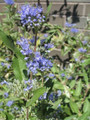 Dark Knight Caryopteris x clandonensis  - Bluebeard - 4" Pot
