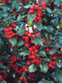 Blue Princess Holly - Ilex meserveae - Broadleaf Evergreen - 4" Pot