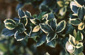 Blue Prince Holly - Ilex meserveae - Broadleaf Evergreen - 4" Pot