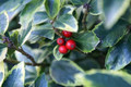 Blue Prince Holly - Ilex meserveae - Broadleaf Evergreen - 4" Pot