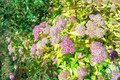 Lemon Princess Spiraea - Spiraea japonica - 4" pot