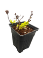 Lemon Princess Spiraea - Spiraea japonica - 4" pot