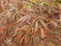 Inaba Shidare Japanese Maple - Bonsai or Outdoors - Acer palmatum - 5.5" Pot