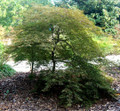 Inaba Shidare Japanese Maple - Bonsai or Outdoors - Acer palmatum - 5.5" Pot