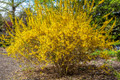 Kumson Forsythia - Forsythia viridissima - Quart Pot