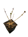 Kumson Forsythia - Forsythia viridissima - Quart Pot