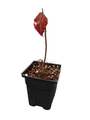 Grace Smokebush - 4" Pot - Cotinus - Orange/Red Color!