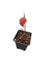 Grace Smokebush - 4" Pot - Cotinus - Orange/Red Color!