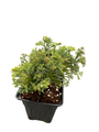 Split Rock Cypress - Chamaecyparis obtusa - Hinoki Cypress - 4" Pot