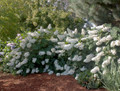 Alice Oakleaf Hydrangea - Hydrangea quercifolia - 4" pot - White Blooms