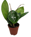Fungii - Hoya - 2" Pot