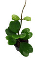 Amazing Sweetheart Waxplant - Hoya kerri -4" Pot