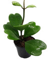 Amazing Sweetheart Waxplant - Hoya kerri -4" Pot