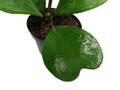 Amazing Sweetheart Waxplant - Hoya kerri -4" Pot