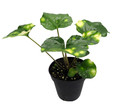 Firefly Leopard Plant - Farfugium - Indoors/Out - 4" Pot