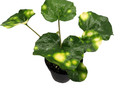 Firefly Leopard Plant - Farfugium - Indoors/Out - 4" Pot