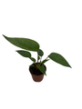 Flowering Flamingo Miniature Anthurium - 2" Pot