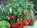 Cherry Falls Tomato Plant - Large Cherry Variety - 4" Pot