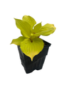 Fire Island Hosta - Shade Loving Perennial Plant - Quart Pot