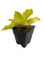 Fire Island Hosta - Shade Loving Perennial Plant - Quart Pot