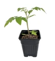 Pineapple Tomato Plant - 4" Pot - Bicolored Heirloom
