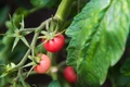 Pink Princess Cherry Tomato Plant - Very Sweet! - 4" Pot