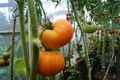 Hillbilly Tomato Plant - Originated in Ohio! - 4" Pot