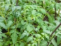 Hillbilly Tomato Plant - Originated in Ohio! - 4" Pot