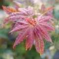 Hot Chana®-Japanese Maple- Acer palmatum- Quart pot - Proven Winners