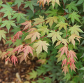Hot Chana®-Japanese Maple- Acer palmatum- Quart pot - Proven Winners
