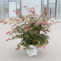Hot Chana®-Japanese Maple- Acer palmatum- Quart pot - Proven Winners