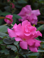 Zephirine Drouhin Rose - 4" Pot - Climbing Thornless Very Fragrant