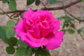 Zephirine Drouhin Rose - 4" Pot - Climbing Thornless Very Fragrant