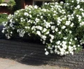 White Meidiland Shrub Rose - Repeat Bloomer/Very Hardy - 4" pot