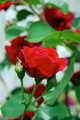 Climbing Blaze Rose - 4" Pot - Scarlet-Red Double Flowers