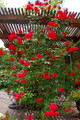 Climbing Blaze Rose - 4" Pot - Scarlet-Red Double Flowers