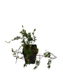 American Pilgrim Cranberry Bush -  3.25" Pot - Great Groundcover - Delicious