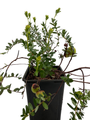 American Pilgrim Cranberry Bush -  3.25" Pot - Great Groundcover - Delicious