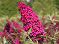BUZZ™ Velvet Butterfly Bush - Gallon Pot -Compact/Short - Heavy Blooms - Buddleia