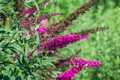 BUZZ Velvet Butterfly Bush - Gallon Pot -Compact/Short - Heavy Blooms - Buddleia