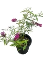 BUZZ Velvet Butterfly Bush - Gallon Pot -Compact/Short - Heavy Blooms - Buddleia
