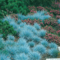 Elijah Blue Fescue Grass - Gallon Pot - Hardy - Festuca glauca