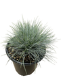 Elijah Blue Fescue Grass - Gallon Pot - Hardy - Festuca glauca