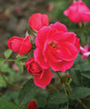 Flamingo Kolorscape Shrub Rose - Repeat Bloomer/Very Hardy - 4" pot