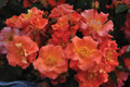 Firecracker Kolorscape Shrub Rose - Repeat Bloomer/Very Hardy - 4" pot